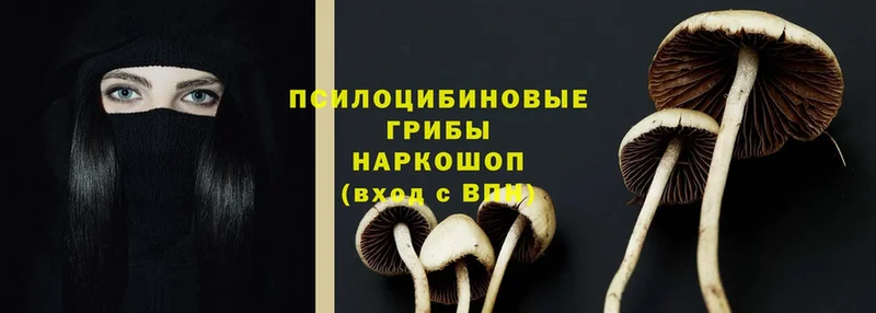 Галлюциногенные грибы Cubensis  Боготол 